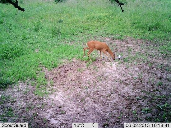 Vyhodim si z kopýtka ...