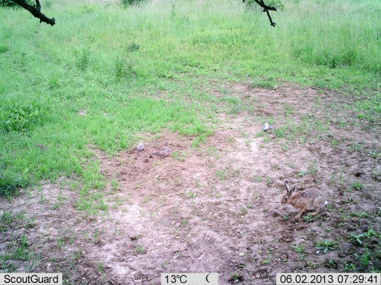 Zajačik s holubičkami