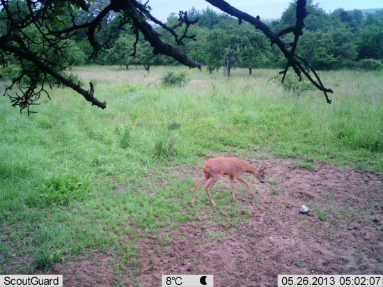 Krasavec s parôžkami