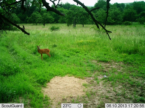 Hmmm, dala by som si pšeničku