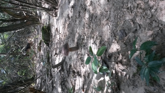 Na raticovom chodníčku