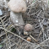 Dvojičky
