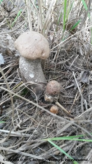 Dvojičky
