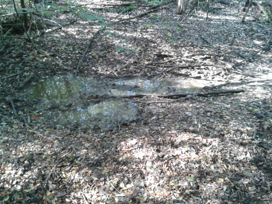 Diviačie kúpalisko