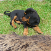 Dan z Višavy (Argo)