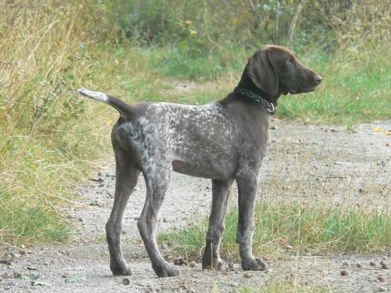 charly z čeperaku 4měs.