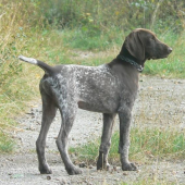 charly z čeperaku 4měs.