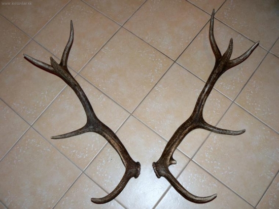 a už je para basta a jelenar