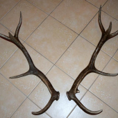 a už je para basta a jelenar