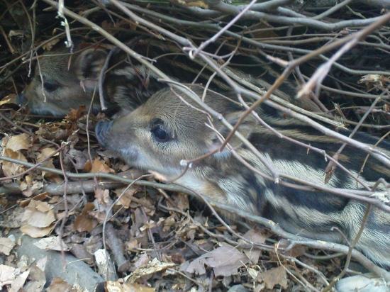 dúfam že už neprídu mrazy