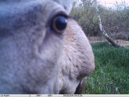 selfia