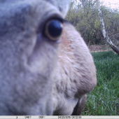 selfia