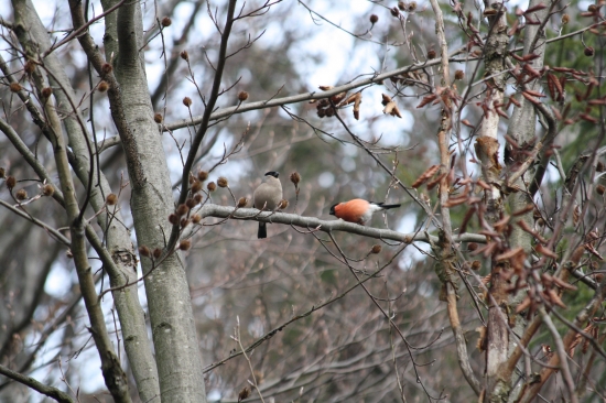 milostna piesen hyla