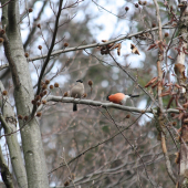 milostna piesen hyla