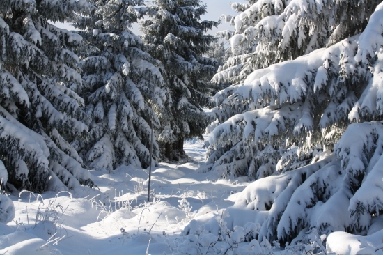 zasnezeny turisticky chdnik