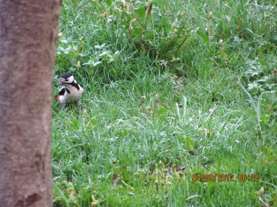 ako kradol lieskovce