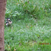 ako kradol lieskovce