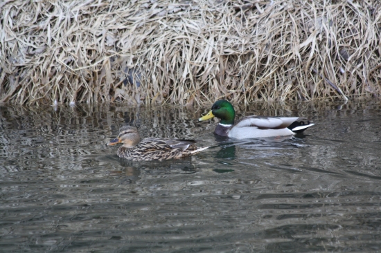 párik na našej priehrade