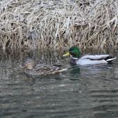 párik na našej priehrade