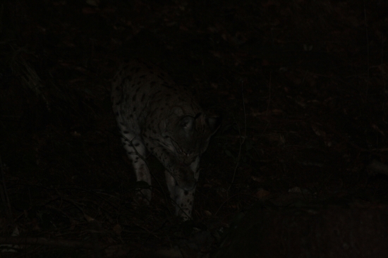 ocista po dobrej veceri