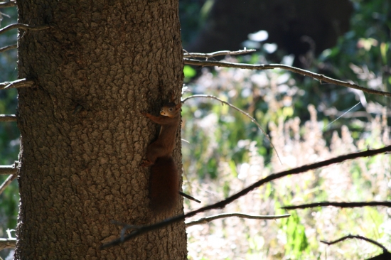 nedam ti ten oriesok