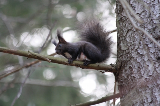 ako mam este pozovat?