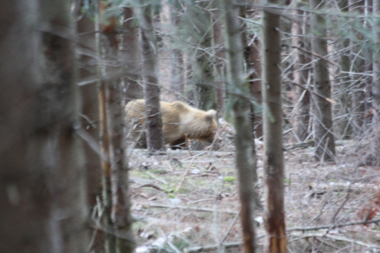 nestihol som ho zaostrit