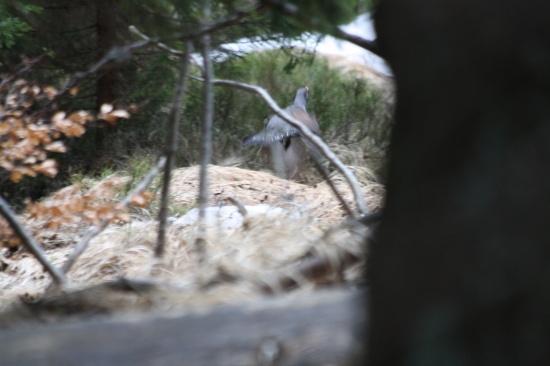 vcerajsia prechadzka