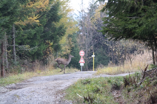 pozor jelenica