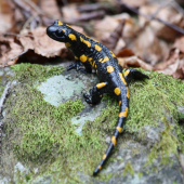 salamandricka