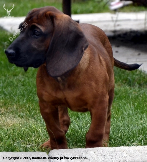 KELLA