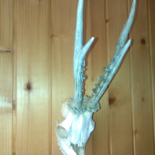 Dnešná prechádza revírom a nečakané prekvapenie