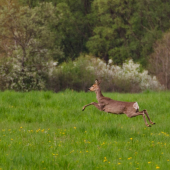 hop