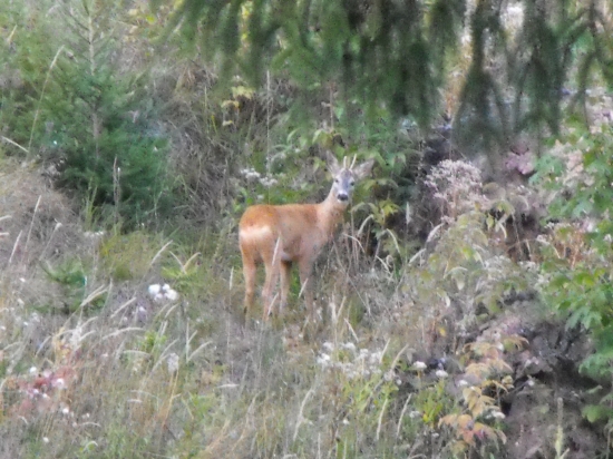 Srnec 1. vekovej triedy