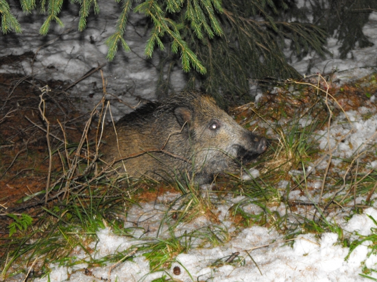 Prekvapene prasa aj ja