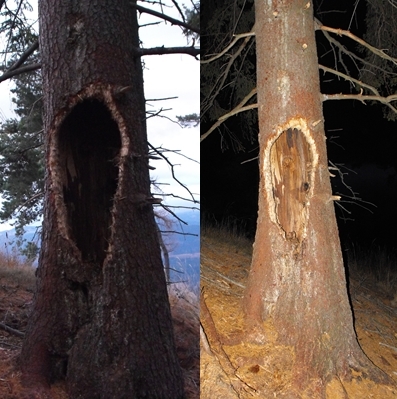 Keď  medveď je  hladný  dostane sa všade . Boli tam včely .