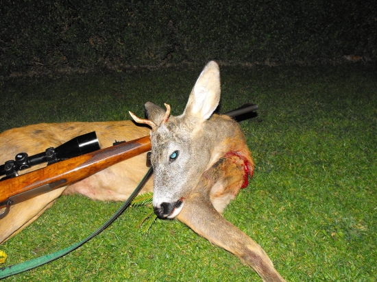 Srnec ulovený  v roku - 2013