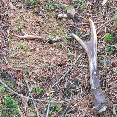 Z nedeľnej  potulky .