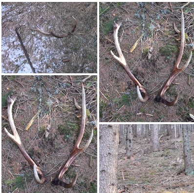 Nájdené  dnes ale sú to minuloročne .