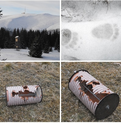 Keď medveď je hladný dostane sa všade .