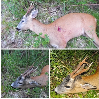 Srnec ulovený  v roku - 2013