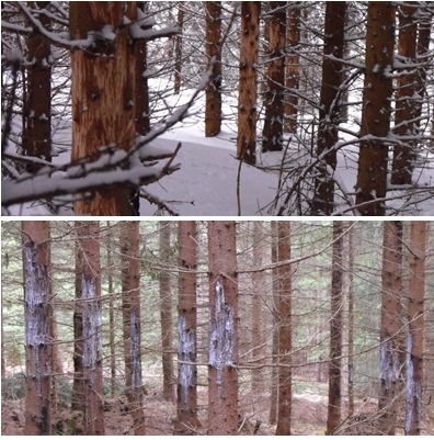 Keď ich obžerú a keď sa začnú hojiť