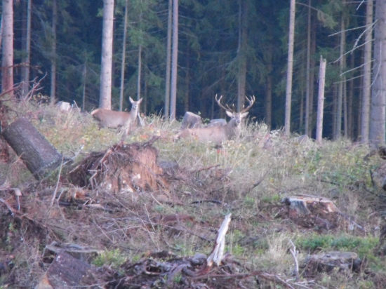 Jeleň s jelenicou.
