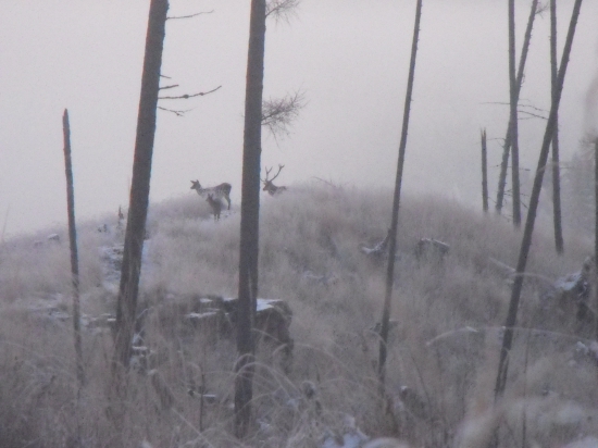 Prva fotka v novom roku 2015