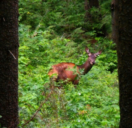 Minuloročna v lete.