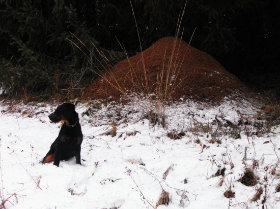 Mravenisko a moj jagterier,