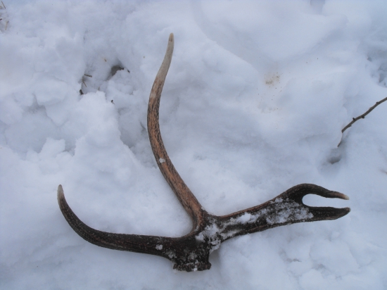 Z prekvapenia rarita