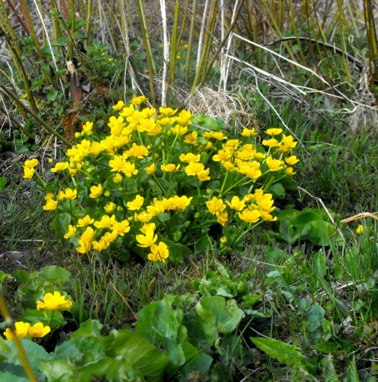 Záružlie močiarne