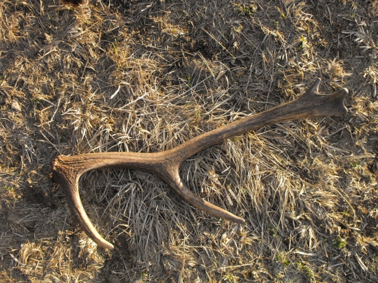 Jeden z tých menších.