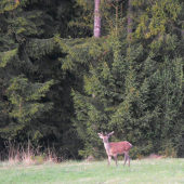 Jeleň.